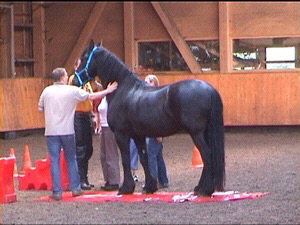 horse2