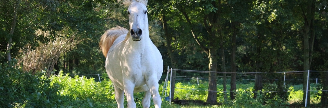 horse-430441_1280